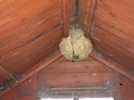Wasps Nest