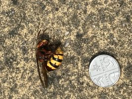 Wasps Nest